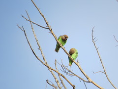 Poicephalus cryptoxanthus cryptoxanthus