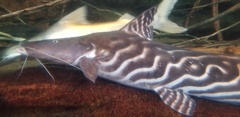 Tigerstriped Catfish photo 2