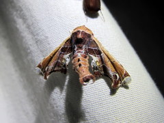 Eutelia pulcherrimus