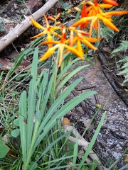 Crocosmia aurea aurea