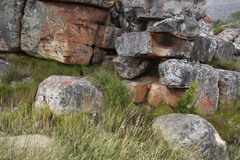 Pelargonium englerianum