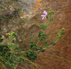 Pelargonium englerianum