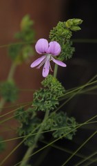 Pelargonium englerianum