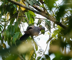 Columba pulchricollis