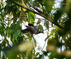 Columba pulchricollis