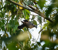 Columba pulchricollis