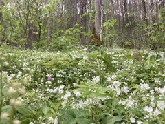 Phacelia fimbriata