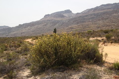 Leucadendron nitidum