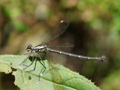 Austroargiolestes calcaris