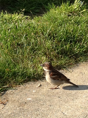 Passer domesticus