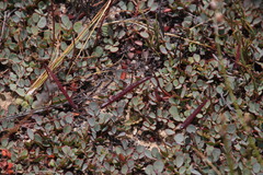 Indigofera humifusa