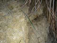 Calochortus plummerae