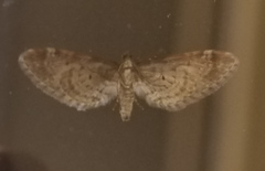Eupithecia ravocostaliata