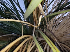 Calochortus plummerae