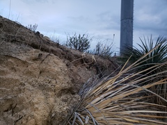 Calochortus plummerae