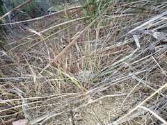 Calochortus plummerae