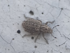 Cycloderes pilosulus