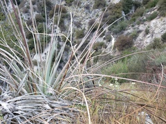 Calochortus plummerae