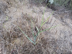 Calochortus plummerae