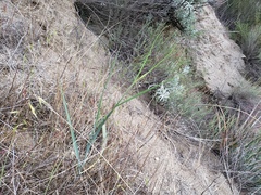 Calochortus plummerae