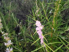 Trichostema