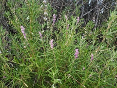 Trichostema