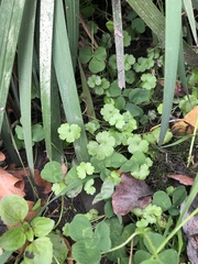 Hydrocotyle heteromeria