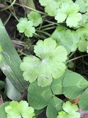 Hydrocotyle heteromeria