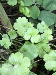 Hydrocotyle heteromeria