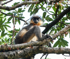 Trachypithecus pileatus