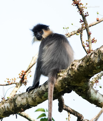 Trachypithecus pileatus
