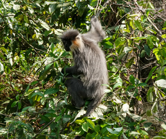 Trachypithecus pileatus
