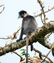 Trachypithecus pileatus