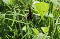 Spartocera alternata