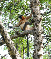 Trachypithecus pileatus