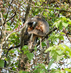 Trachypithecus pileatus