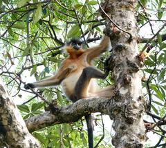 Trachypithecus pileatus