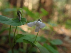 Viola arcuata