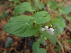 Viola arcuata