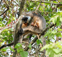 Trachypithecus pileatus