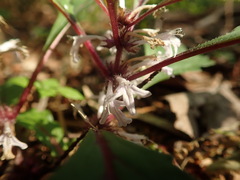 Ajuga yesoensis tsukubana