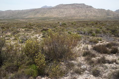 Leucadendron nitidum