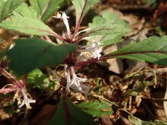 Ajuga yesoensis tsukubana