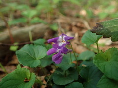 Viola selkirkii