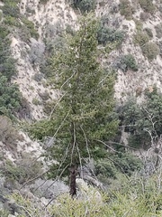 Pseudotsuga macrocarpa