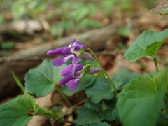 Viola selkirkii