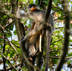 Trachypithecus pileatus