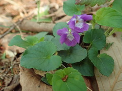 Viola selkirkii