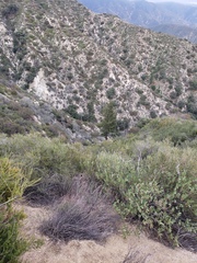 Pseudotsuga macrocarpa