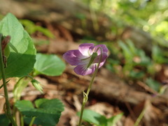 Viola selkirkii